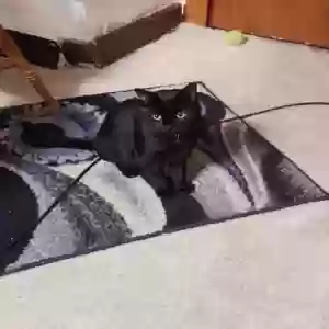 lost female cat boo