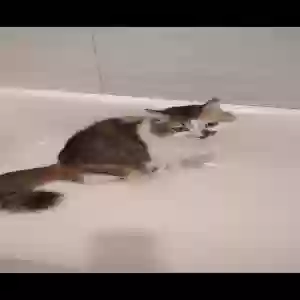 lost female cat rocket