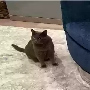 lost male cat merlin