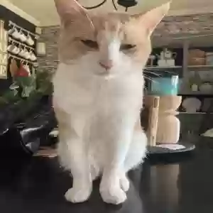 lost male cat pumpkin