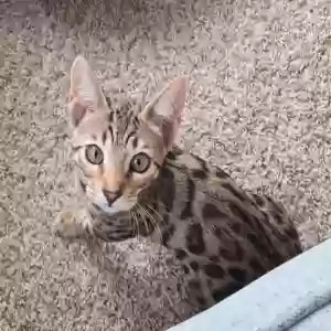lost female cat sashimi