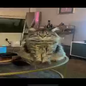 lost male cat rhino