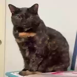 lost female cat leila