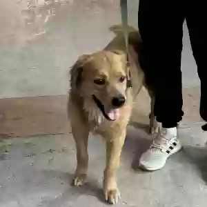 lost male dog tamale