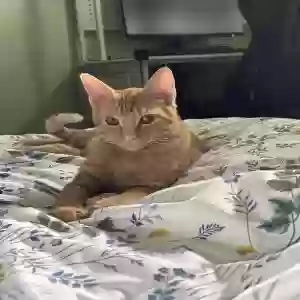 lost male cat podo