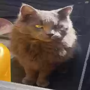 lost male cat yarroh