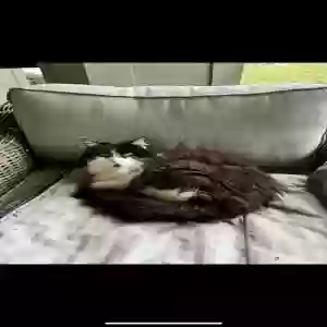 lost female cat luna