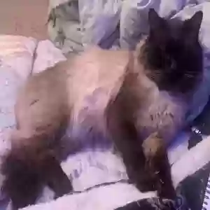 lost male cat bougie