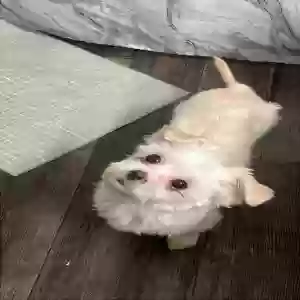 lost female dog lola
