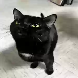 lost male cat kaisen