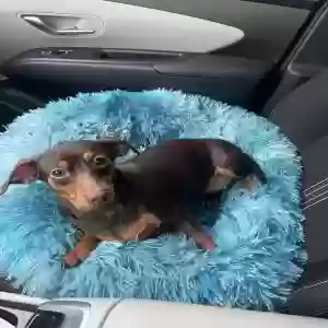 lost female dog ana