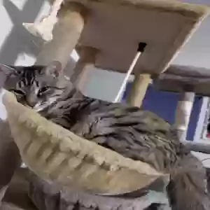 lost female cat sophie