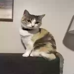 lost female cat eloise