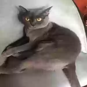 lost male cat gino