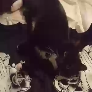 lost female cat scarlet