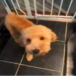 lost male dog pluto