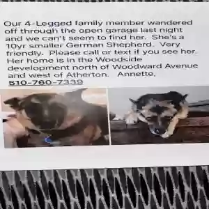 lost female dog pepper