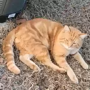 lost male cat max