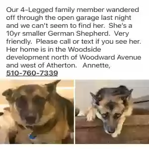 lost female dog unknown