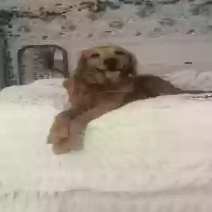 lost female dog tilly