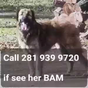 lost female dog bam