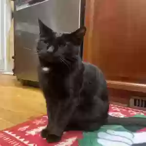 lost male cat binx