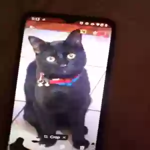 lost male cat kiki   100 reward!