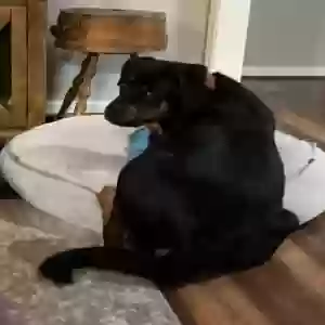 found male dog unknown