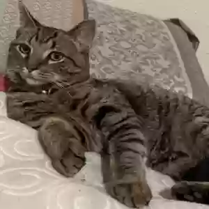 lost male cat camy