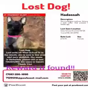 lost female dog hadassah