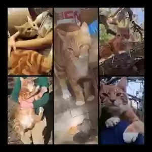lost male cat tigger