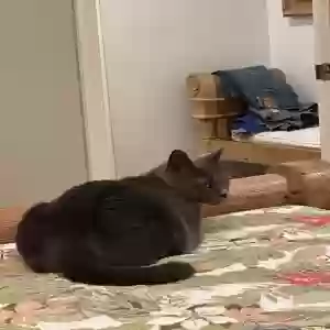 lost female cat skinny cat