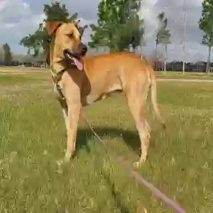 lost female dog akira