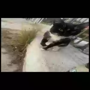 lost male cat acelotl
