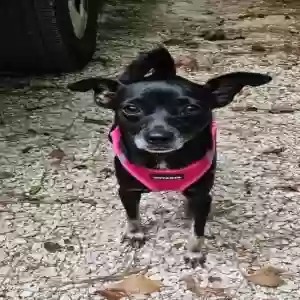lost female dog nini