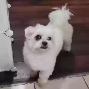 lost male dog milo