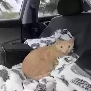 lost male cat goose