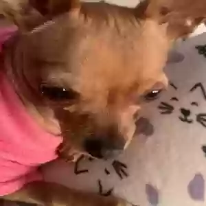 lost female dog chiquita