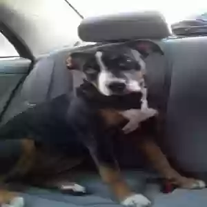 lost female dog anabell