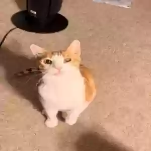 lost male cat fireball