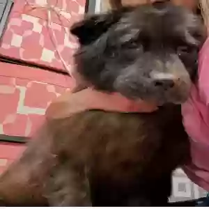 lost female dog cobie