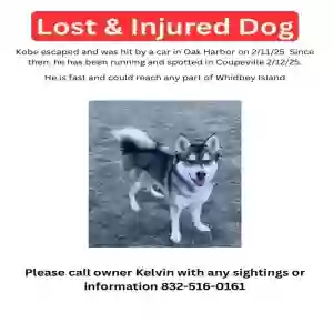 lost male dog kobe