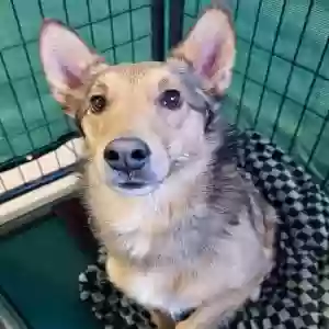 lost male dog astro
