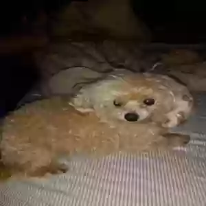 lost female dog piper
