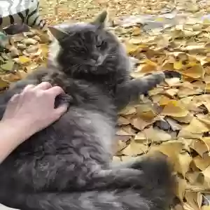 lost male cat storm