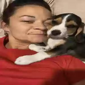 lost male dog copper penny
