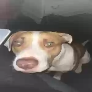 lost male dog rilo