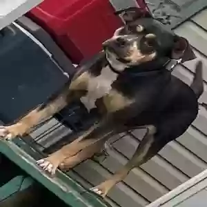 lost female dog trina