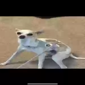 lost male dog unknown