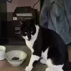 lost male cat oreo